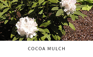 Cocoa mulch