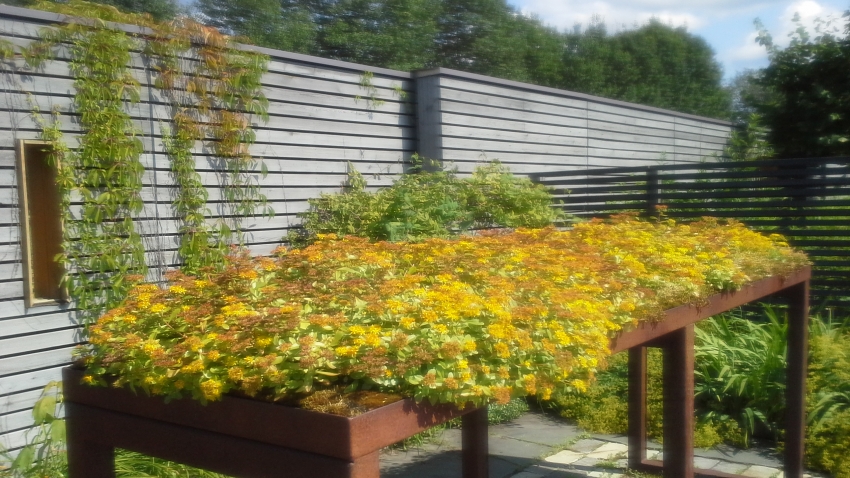 Nordic Green Roof® maksaruohomatto kukkii näyttävästi Mikkelissä. Kasvattaja ja asentaja Eg-Trading Oy.