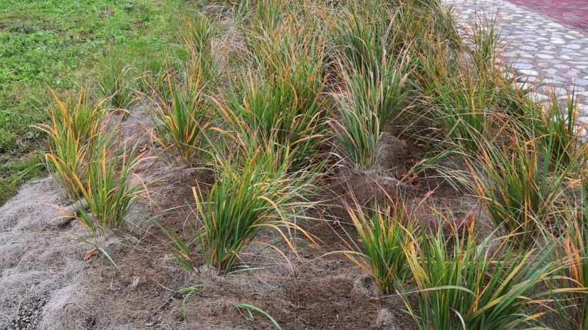 Greenfix 7 eroosiomattoa asennettuna istutusalueelle mukulakiviväylän viereen.