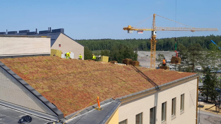 Nordic Green Roof maksaruohoviherkattoa asennetaan Kuninkaantammen koulun katolle, asentaja Eg-Trading Oy.