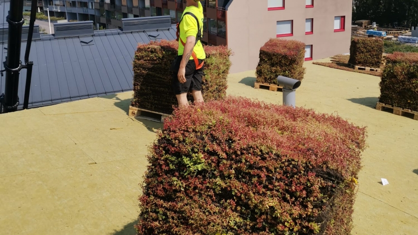 Nordic Green Roof maksaruohoviherkattoa asennetaan Kuninkaantammen koulun katolle, asentaja Eg-Trading Oy.