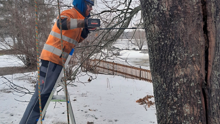 Eg-Trading Oy:n arboristi poraa tammen rungon läpi reiän pitkällä poralla.