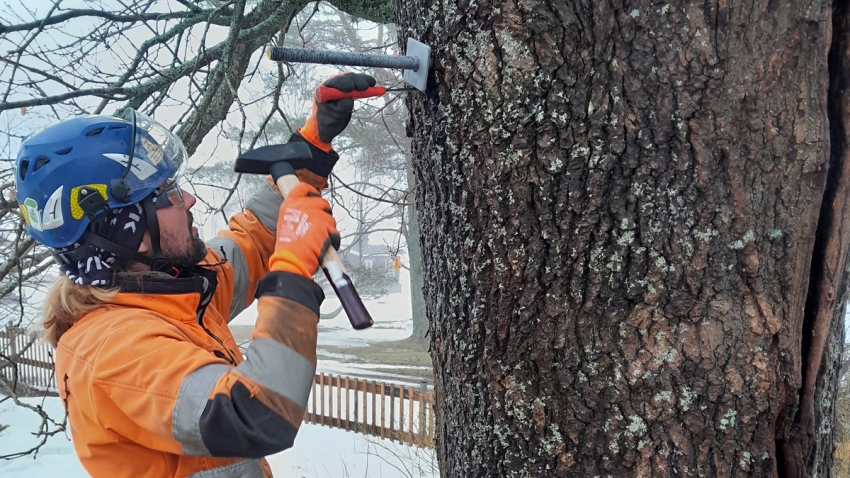 Eg-Trading Oy:n arboristi asentaa rungon läpi kierretangon reiän kautta.