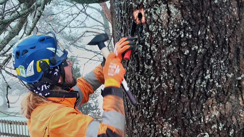 Eg-Trading Oy:n arboristi poistaa rungosta reiän kohdalta kaarnaa.