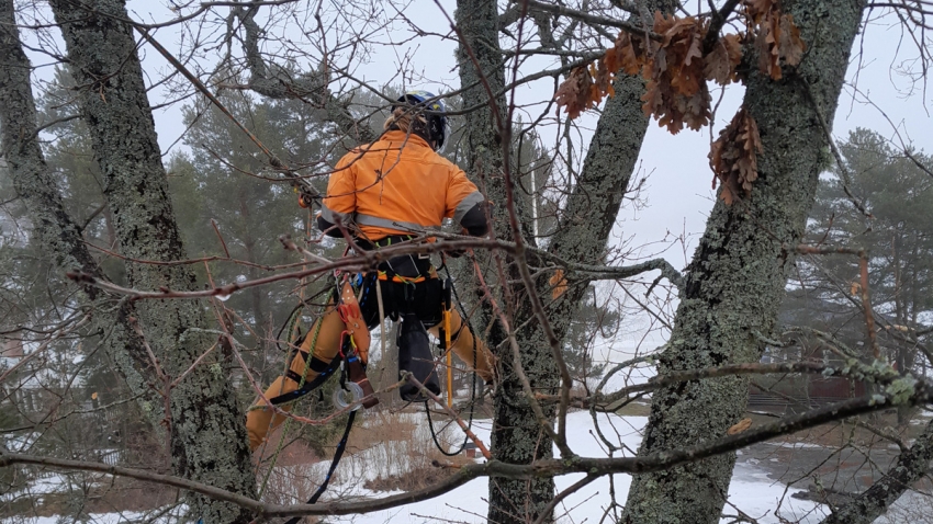 Eg-Trading Oy:n arboristit tukevat tammen latvustoa.