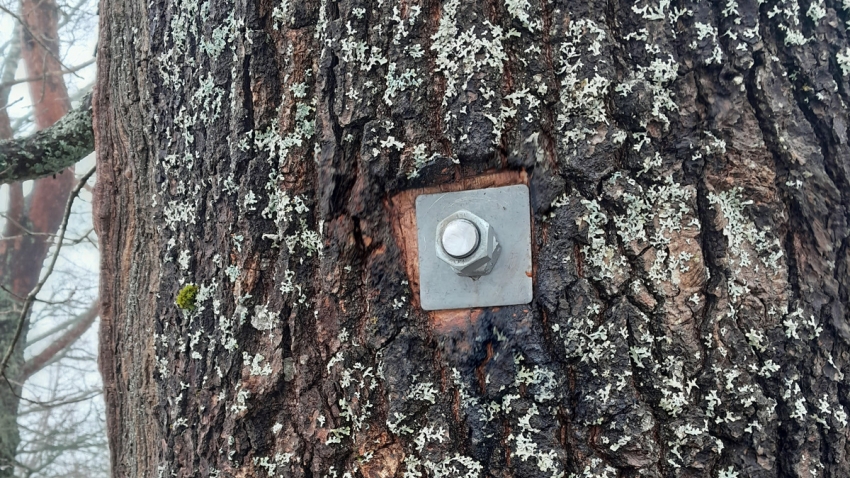 Valmiiksi asennettu tankotuki tammen rungossa.