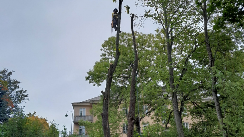 Eg-Trading Oy:n arboristi suorittaa puun poistamista kiipeilytekniikoita käyttäen.