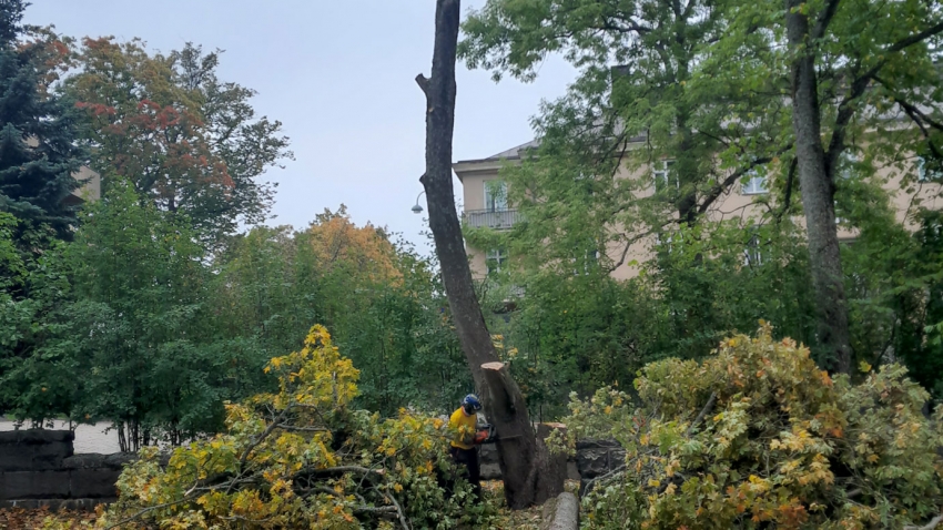 Eg-Trading Oy:n arboristi on poistanut puun latvuksen ja oksat, mutta runko seisoo vielä paikallaan.