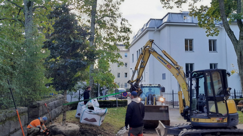 Eg-Trading Oy:n työntekijät ovat siirtäneet kaivinkoneella hevoskastanjan taimen muurin viereen istutettavaksi.