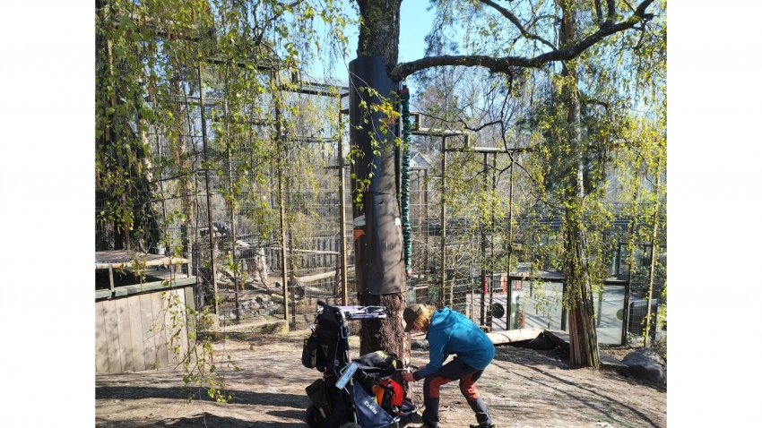 Eg-Trading Oy:n arboristi suorittaa puun kuntoarviota tiikerin häkissä.