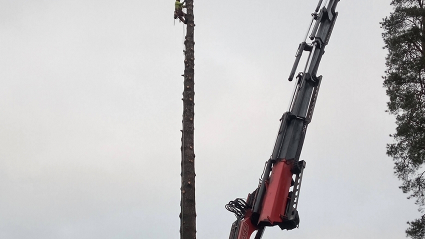 Nosturi nostaa douglaskuusen latvan alas ja arboristi jää ylös rungolle. Työn toteuttaja Eg-Trading Oy.