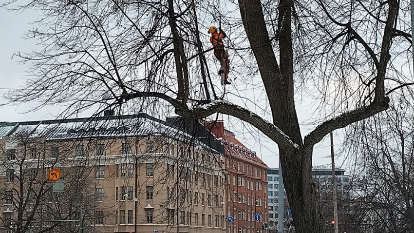 Arviointi suoritetaan kadun vieressä kasvavalle puulle. Työn toteuttaja Eg Trading Oy.