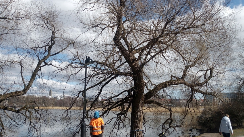 Arboristi suorittaa silmämääräiseen arvion hopeasalavan kunnosta Töölönlahden rannalla. Työn toteuttaja Eg-Trading Oy.