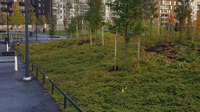 Kaakaokuorikatetta istutusaueella vuoden päästä asennuksesta ja hyvä kasvuunlähtö nähtävissä.