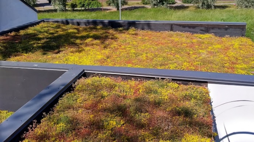 Nordic Green Roof® maksaruohomatto kukkii kesäkuussa kellertävänä. Asentaja Eg-Trading Oy.