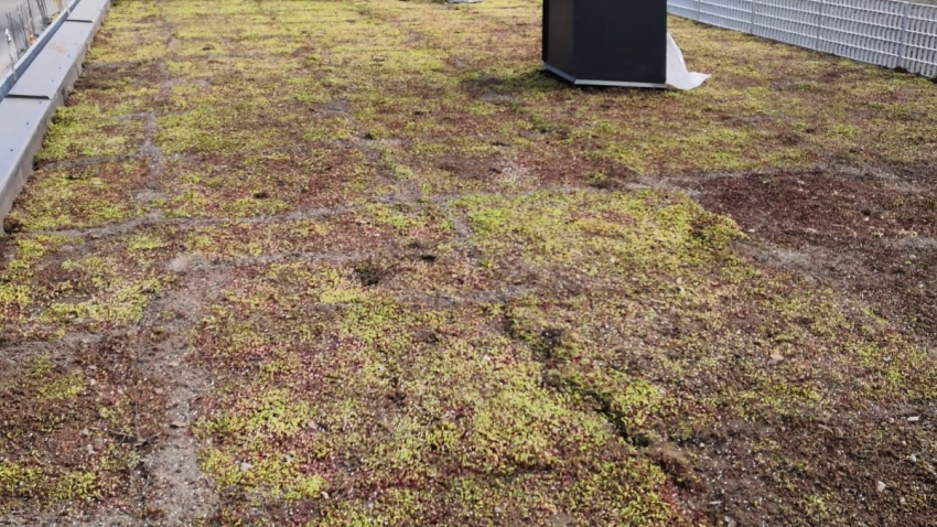 Nordic Green Roof® maksaruohoviherkatto viimeistellään saumaamalla. Eg-Trading Oy.