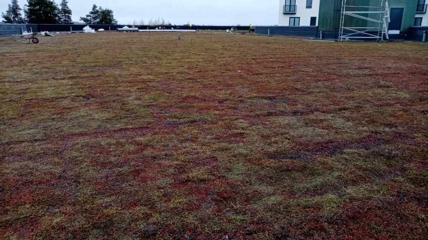 Valmis Nordic Green Roof maksaruohoviherkatto Kangasalaparkissa. Asentaja Eg-trading Oy.