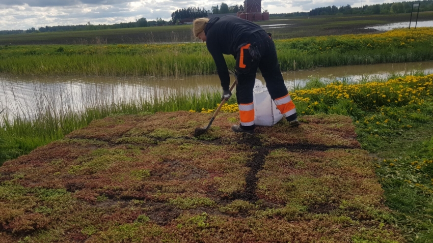 Nordic Green Roof® maksaruohomatto on asennettu lauttaan, joka siirretään Tuusulanjärveen kellumaan. Eg-Trading Oy.