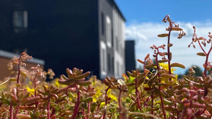 Valmis Nordic Green Roof® maksaruohoviherkatto Lohjalla. Asentaja Eg-trading Oy.