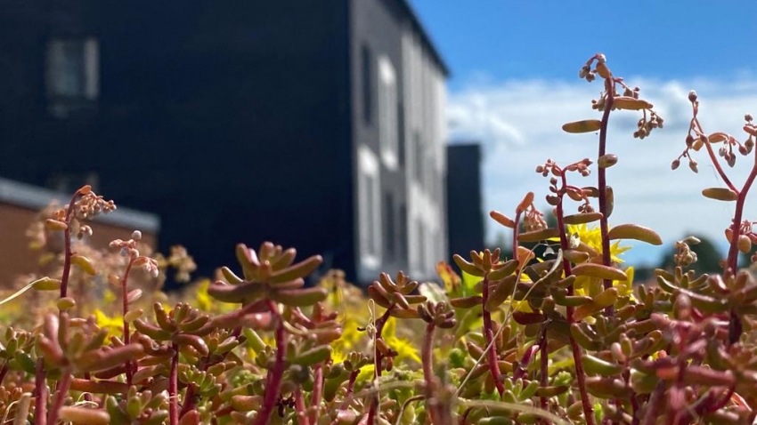 Valmis Nordic Green Roof® maksaruohoviherkatto Lohjalla. Asentaja Eg-trading Oy.