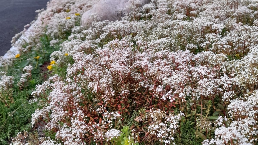 Nordic Green Roof® maksaruohomatossa kukkii näyttävästi Tammisaaressa. Matto on kasvatettu Tammisaaressa. Kasvattaja ja asentaja Eg-Trading Oy.