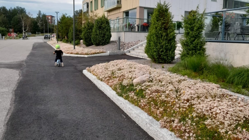 Nordic Green Roof® maksaruohomatto kukkii näyttävästi Tammisaaressa. Matto on kasvatettu Tammisaaressa. Kasvattaja ja asentaja Eg-Trading Oy.