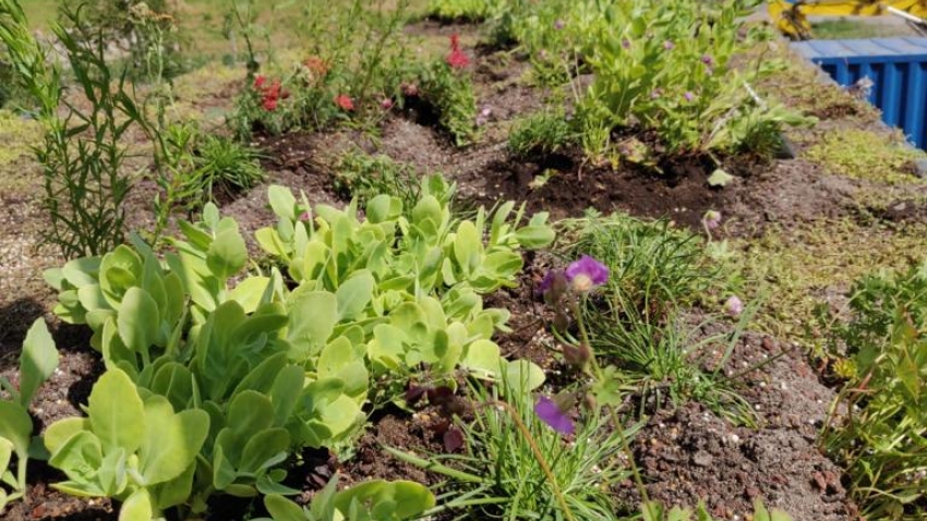 Siirtyminen referenssiin Nordic Green Roof® maksaruohokatto biomoduuleilla Vuosaaressa sivustolla eg-trading.fi.a