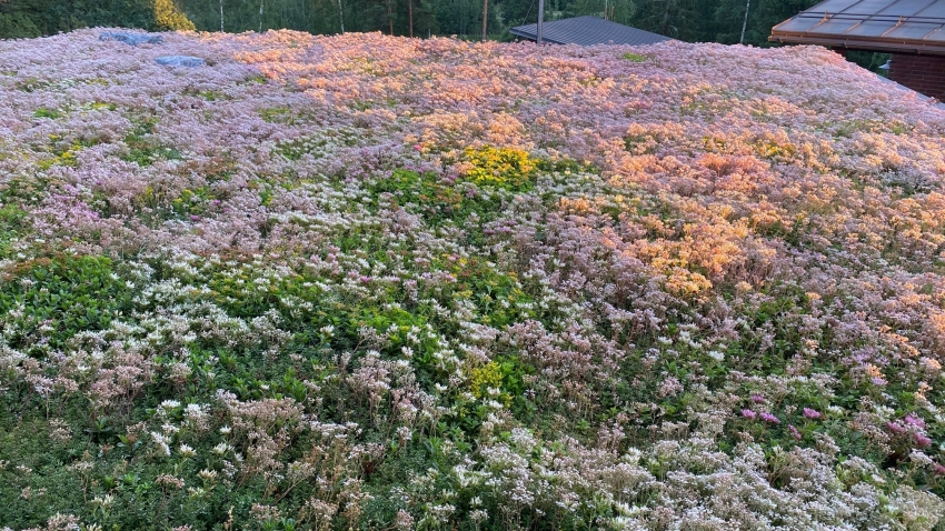 Siirtyminen referenssiin Nordic Green Roof® maksaruohokatto sivustolla eg-trading.fi.a