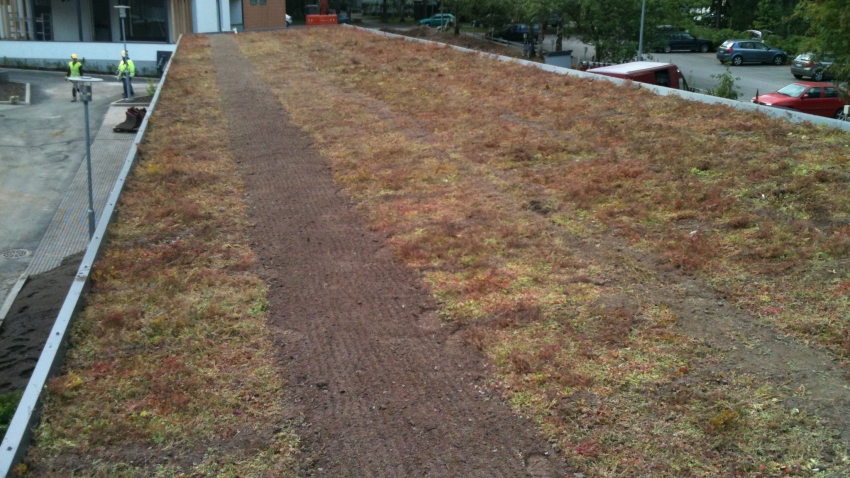 Nordic Green Roof -maksaruohomatto asennettuna Kontulan palvelutalon katolla. Asentaja Eg-Trading Oy.