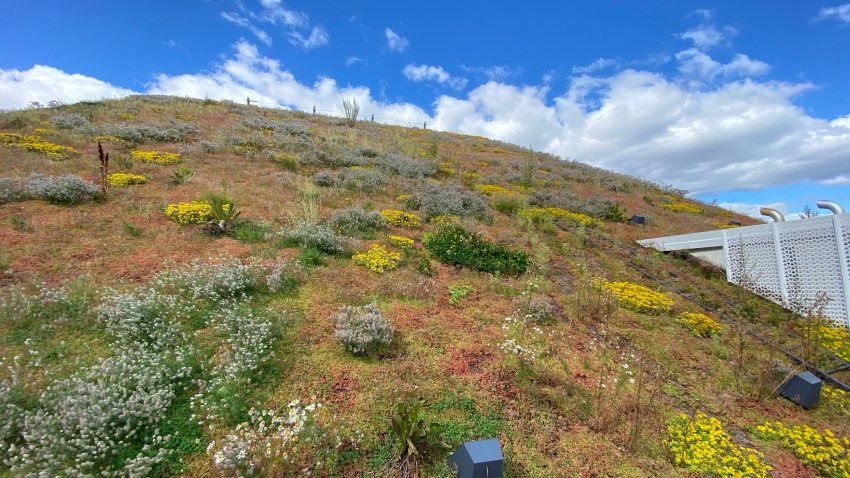 Nordic Green Roof® maksaruohokasvusto kukkii kaltevalla katolla. Asentaja Eg-Trading Oy.