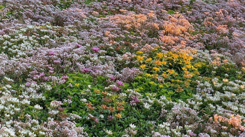 Nordic Green Roof® maksaruohomatto kukkii näyttävästi. Matto on kasvatettu Tammisaaressa. Kasvattaja ja asentaja Eg-Trading Oy.