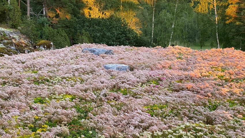 Nordic Green Roof® maksaruohomatto kukkii näyttävästi. Matto on kasvatettu Tammisaaressa. Kasvattaja ja asentaja Eg-Trading Oy.