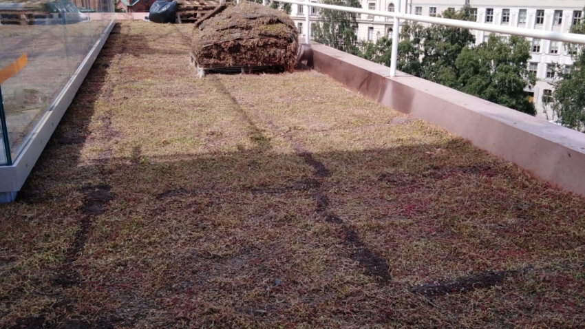 Juuri asennettu Nordic Green Roof® maksaruohoviherkatto. Asentaja Eg-Trading Oy.