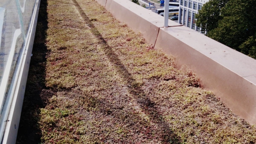 Juuri asennettu Nordic Green Roof® maksaruohoviherkatto. Asentaja Eg-Trading Oy.