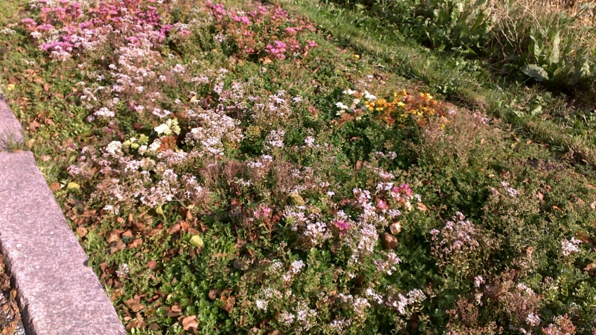 Nordic Green Roof® maksaruohomatto kukkii Tammisaaressa. Eg-Trading Oy.