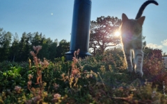 Siirtymä referenssiin Nordic Green Roof maksaruohoviherkatto Inkoon saaristossa. Asentaja Eg-Trading Oy.