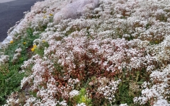 Siirtyminen referenssiin Nordic Green Roof® maksaruohomaton maa-asennus sivustolla eg-trading.fi.