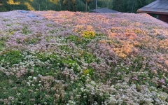 Siirtyminen referenssiin Nordic Green Roof® maksaruohokatto sivustolla eg-trading.fi.a