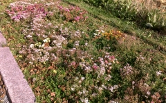 Siirtyminen referenssiin Nordic Green Roof® maksaruohomaton maa-asennus Tammisaaressa sivustolla eg-trading.fi.