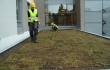 Nordic Green Roof -maksaruohomatto asennettuna Kontulan palvelutalon katolla. Asentaja Eg-Trading Oy.