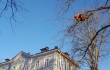 Puiden hoitoleikkaus kiipeilytekniikoita käyttäen. Työn toteuttaja Eg-Trading Oy.