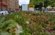 Nordic Green Roof -maksaruohomatto asennettuna Karhupuiston raitiovaunupysäkin katolle. Asentaja Eg-Trading Oy.