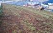 Valmis Nordic Green Roof® maksaruohoviherkatto. Asentaja Eg-trading Oy.