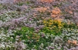 Nordic Green Roof® maksaruohomatto kukkii näyttävästi. Matto on kasvatettu Tammisaaressa. Kasvattaja ja asentaja Eg-Trading Oy.