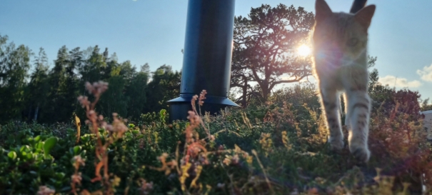 Siirtymä referenssiin Nordic Green Roof maksaruohoviherkatto Inkoon saaristossa. Asentaja Eg-Trading Oy.