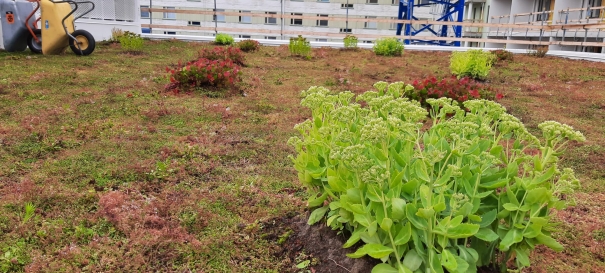 Siirtyminen referenssiin Nordic Green Roof® maksaruohoviherkatto biomoduuleilla sivustolla eg-trading.fi.