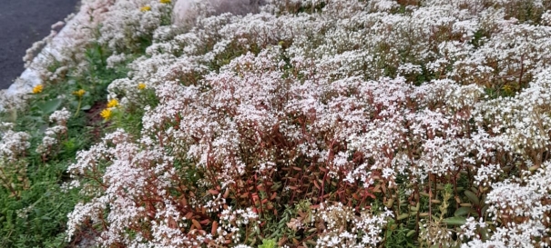 Siirtyminen referenssiin Nordic Green Roof® maksaruohomaton maa-asennus sivustolla eg-trading.fi.