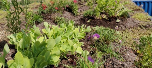 Siirtyminen referenssiin Nordic Green Roof® maksaruohokatto biomoduuleilla Vuosaaressa sivustolla eg-trading.fi.a