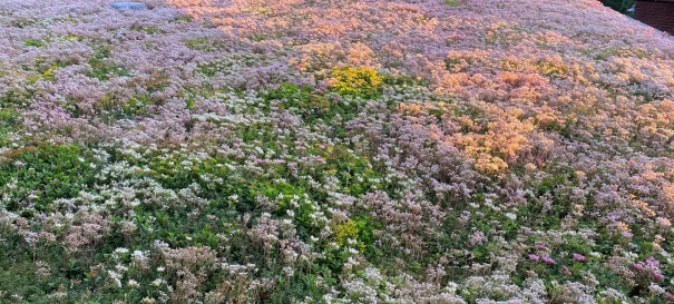 Siirtyminen referenssiin Nordic Green Roof® maksaruohokatto sivustolla eg-trading.fi.a