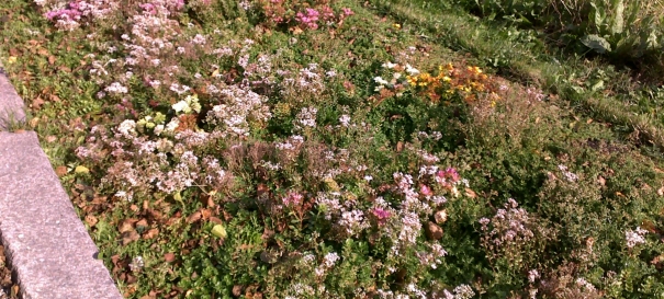 Siirtyminen referenssiin Nordic Green Roof® maksaruohomaton maa-asennus Tammisaaressa sivustolla eg-trading.fi.